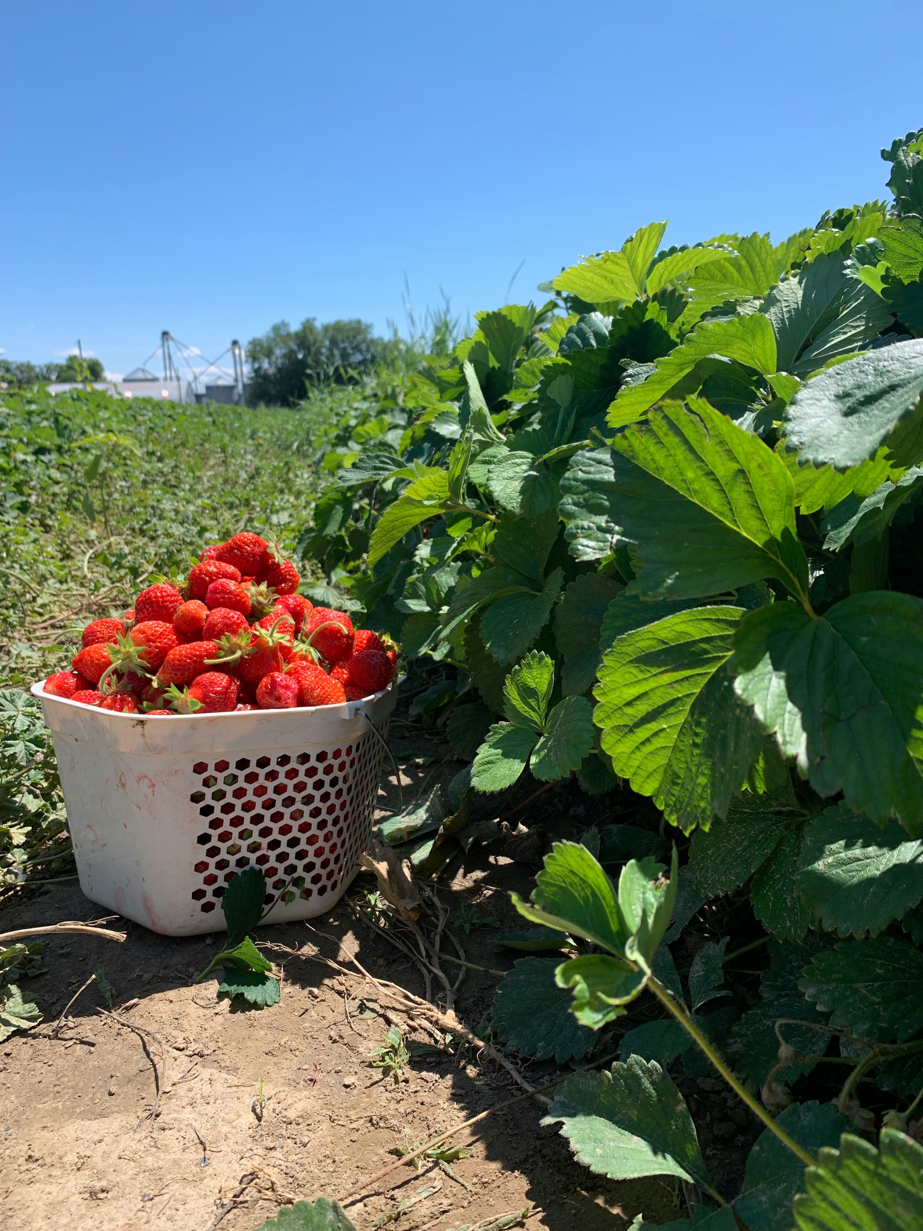 Strawberry field at sunrise