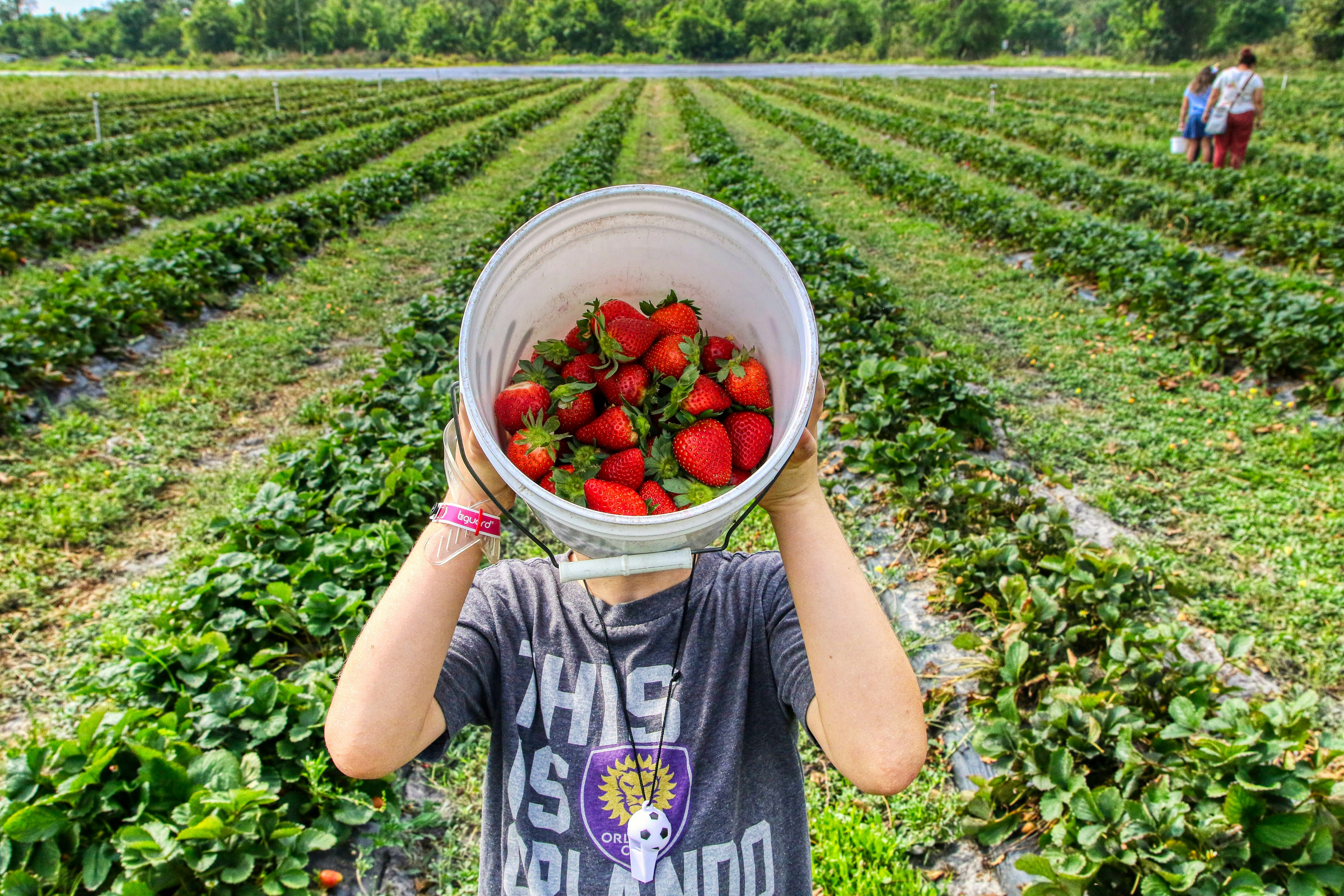 Children picking strawberries