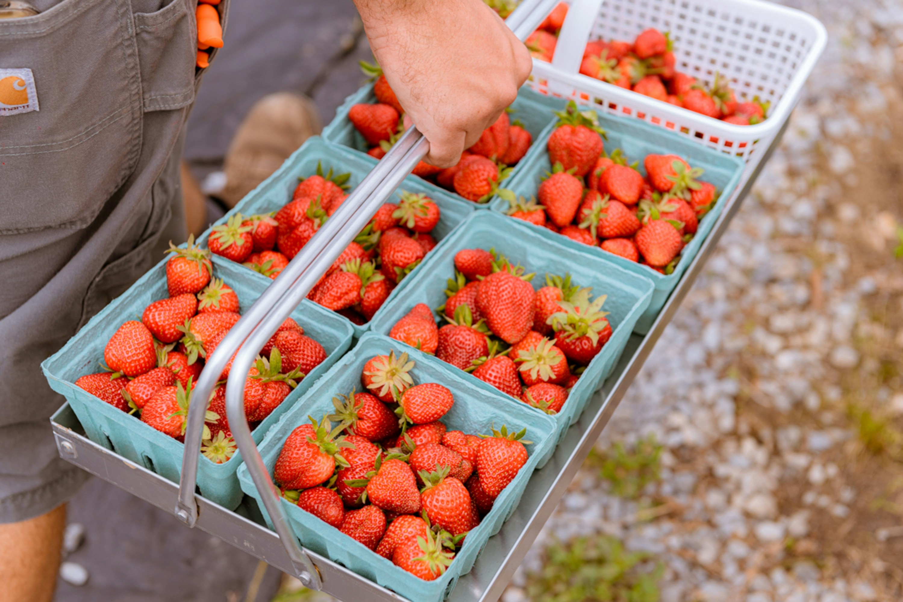 Organic farming practices